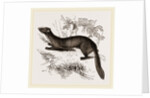 tBeech Marten by Anonymous