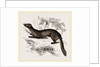 tBeech Marten by Anonymous