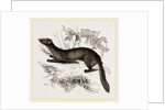 tBeech Marten by Anonymous