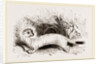 Ermine: Winter dress by Anonymous