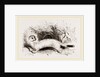 Ermine: Winter dress by Anonymous