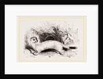 Ermine: Winter dress by Anonymous
