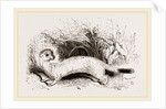 Ermine: Winter dress by Anonymous