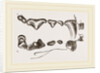 Teeth of Polecat by Anonymous