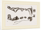 Teeth of Polecat by Anonymous