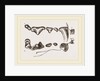 Teeth of Polecat by Anonymous