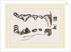 Teeth of Polecat by Anonymous