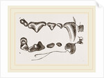 Teeth of Polecat by Anonymous