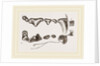 Teeth of Polecat by Anonymous