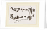 Teeth of Polecat by Anonymous