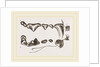 Teeth of Polecat by Anonymous