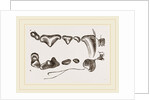 Teeth of Polecat by Anonymous