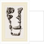 Teeth of Skunk by Anonymous