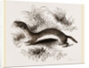 Weasel by Anonymous