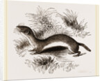 Weasel by Anonymous