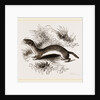 Weasel by Anonymous