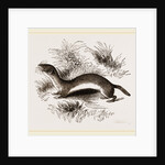 Weasel by Anonymous