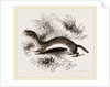 Weasel by Anonymous