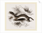 Weasel by Anonymous