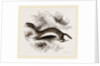 Weasel by Anonymous
