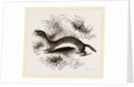 Weasel by Anonymous