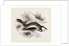 Weasel by Anonymous