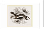 Weasel by Anonymous