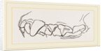 Teeth of skunk by Anonymous