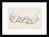 Teeth of skunk by Anonymous
