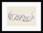 Teeth of skunk by Anonymous