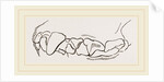 Teeth of skunk by Anonymous