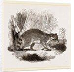 Racoon by Anonymous