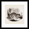 Racoon by Anonymous