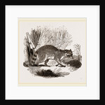 Racoon by Anonymous