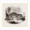 Racoon by Anonymous