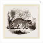Racoon by Anonymous