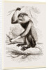Cochin-China Monkey by Anonymous