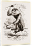 Cochin-China Monkey by Anonymous