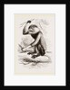 Cochin-China Monkey by Anonymous