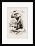 Cochin-China Monkey by Anonymous