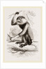 Cochin-China Monkey by Anonymous