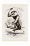 Cochin-China Monkey by Anonymous