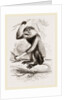 Cochin-China Monkey by Anonymous