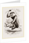Cochin-China Monkey by Anonymous