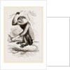 Cochin-China Monkey by Anonymous