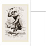Cochin-China Monkey by Anonymous