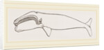 New Zealand Whale by Anonymous