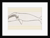 New Zealand Whale by Anonymous