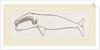 New Zealand Whale by Anonymous