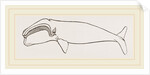 New Zealand Whale by Anonymous